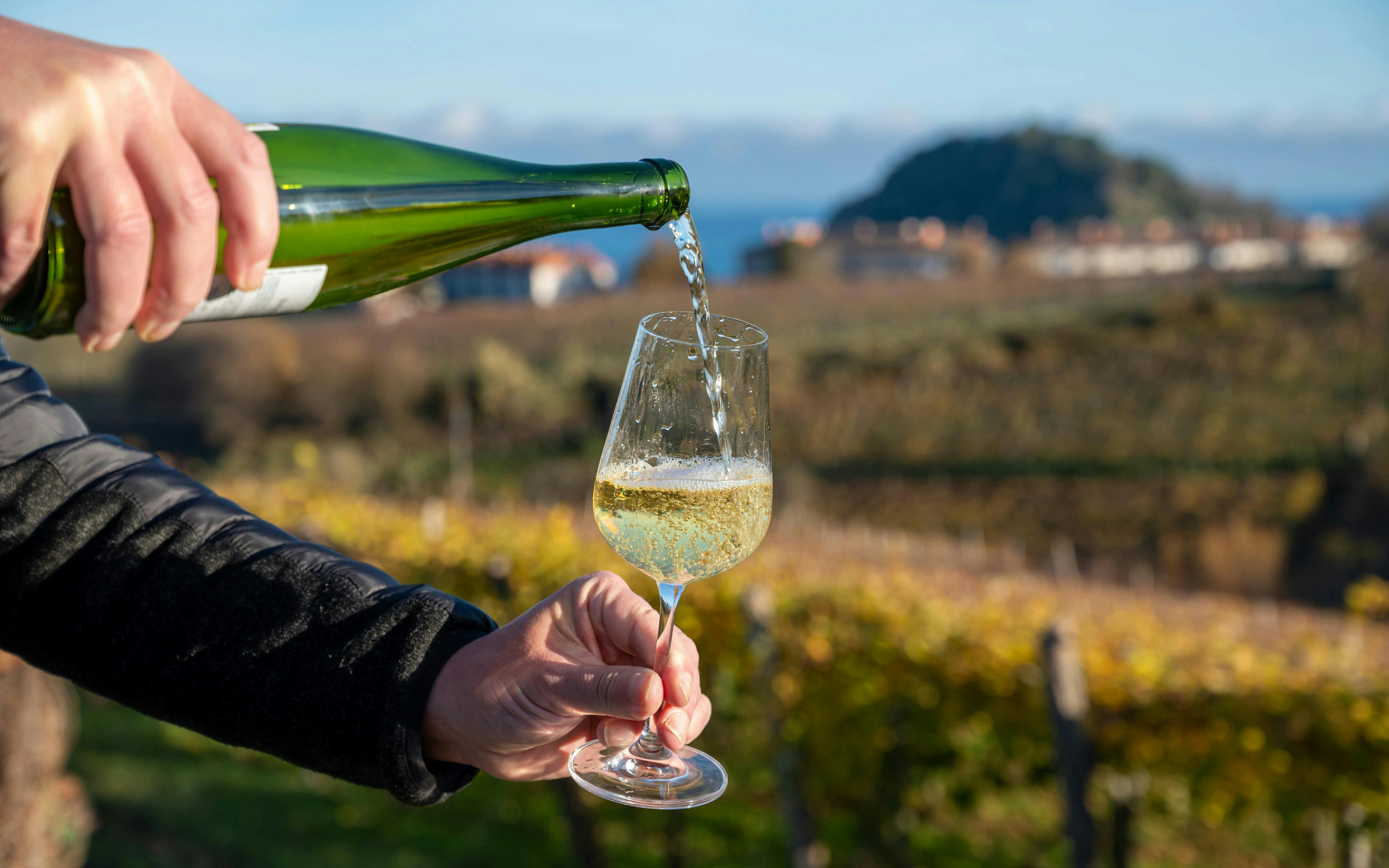 Pouring txakoli wine in Getaria vineyard, Basque Country, Spain.