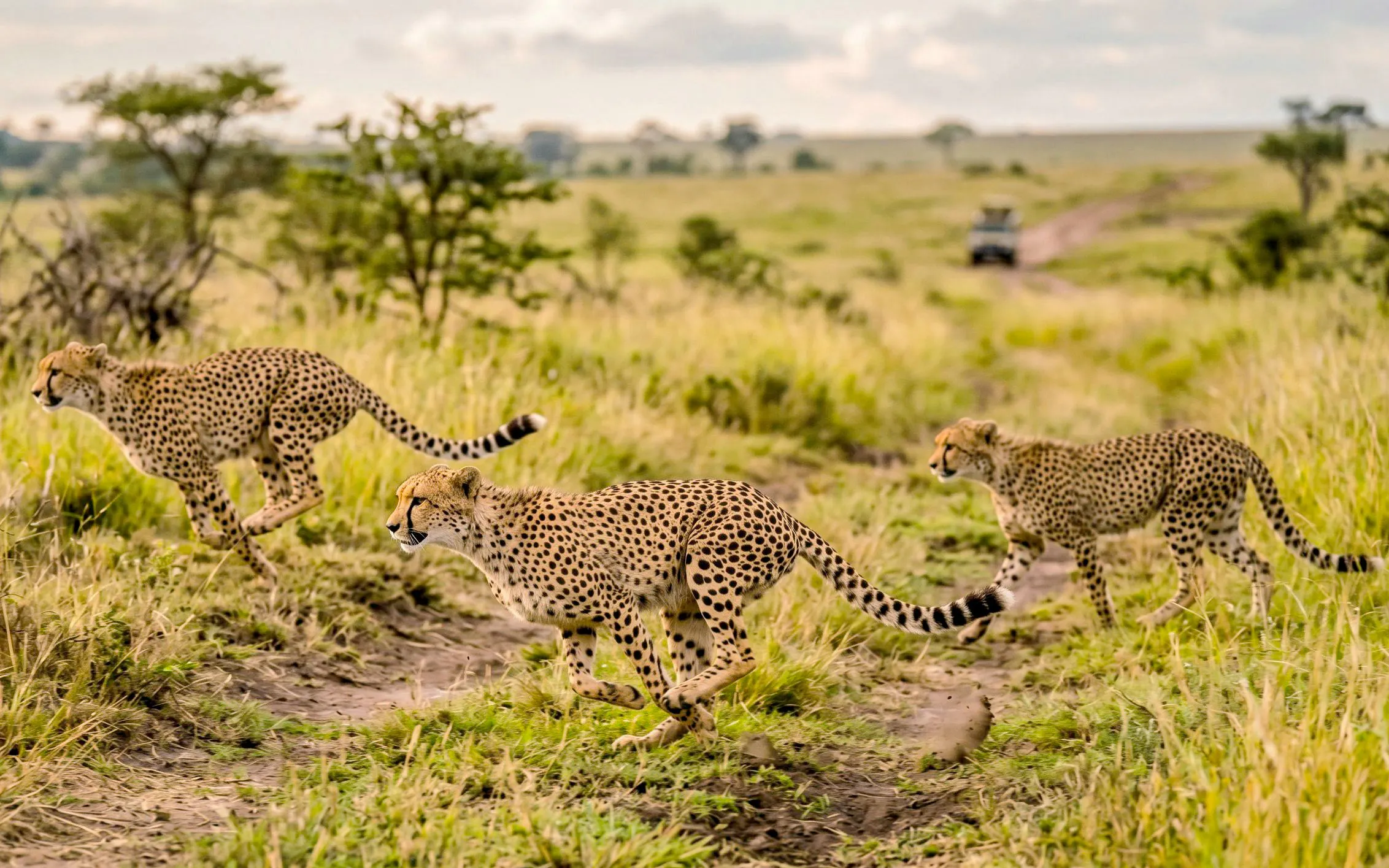 Cheetahs running in Masai Mara National Park, Kenya.