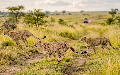 Cheetahs running in Masai Mara National Park, Kenya.