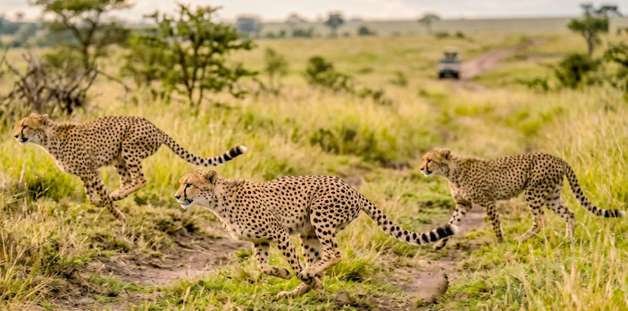 Cheetahs running in Masai Mara National Park, Kenya.