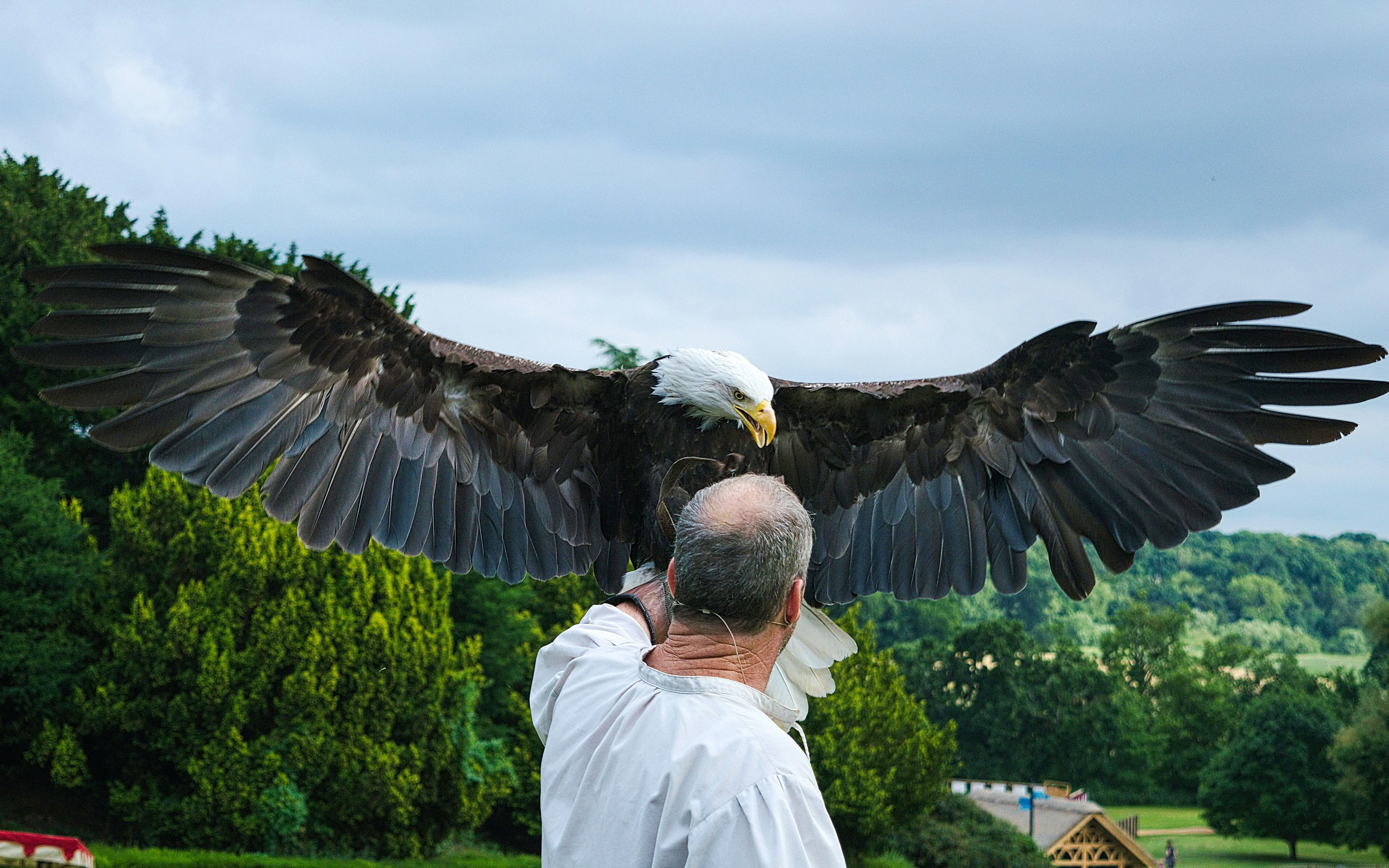 Bald eagle with handler at Warwick Castle Birds of Prey show.