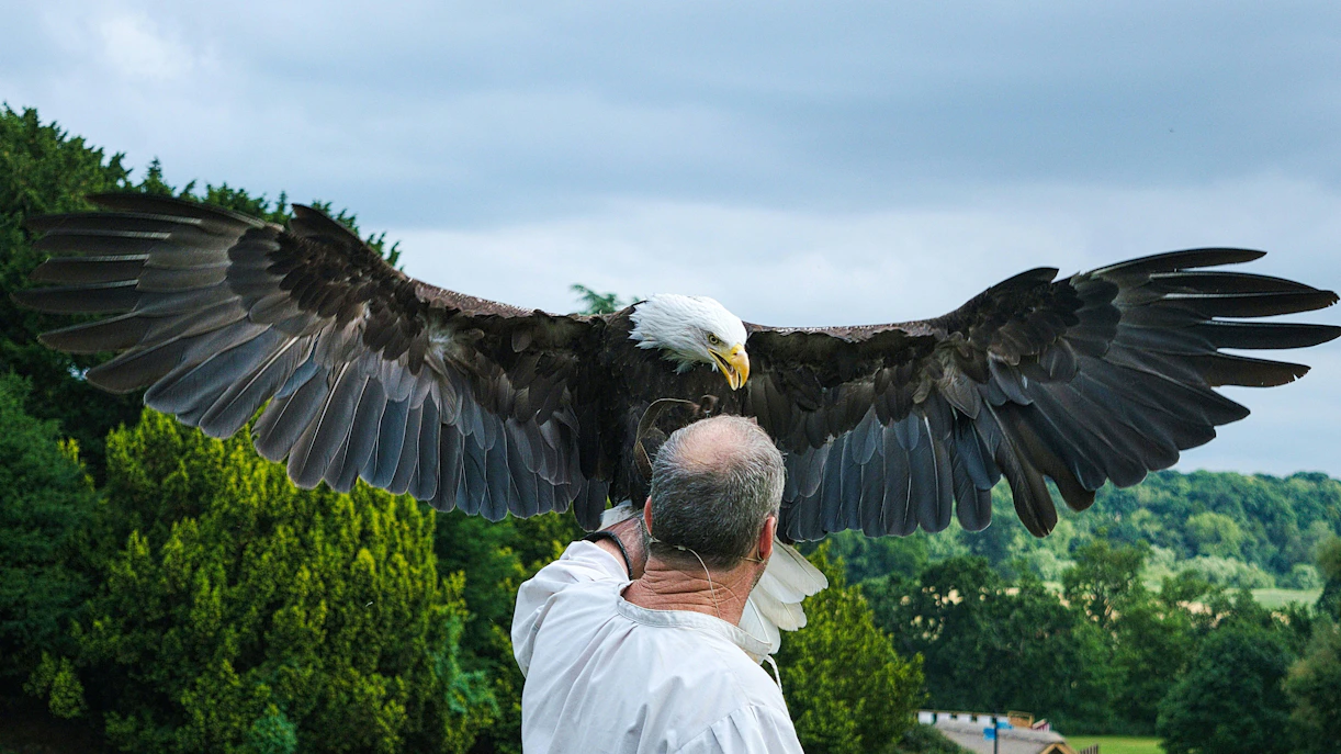 Bald eagle with handler at Warwick Castle Birds of Prey show.