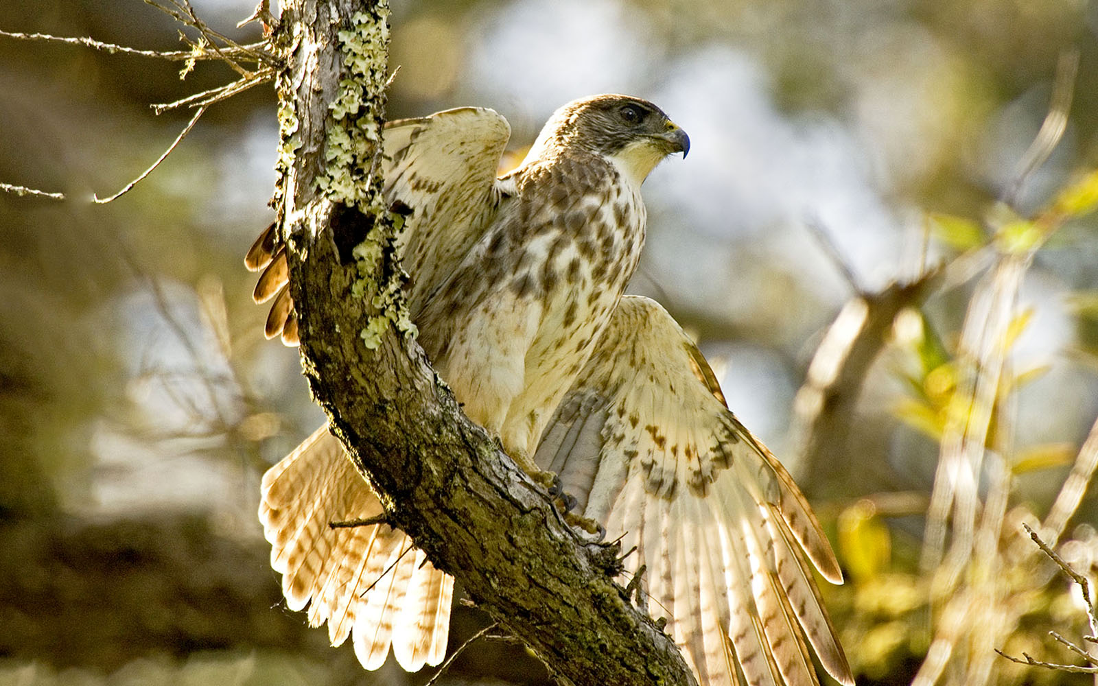 Red-tailed hawk perched on a branch in Hakalau Forest during birdwatching tour.