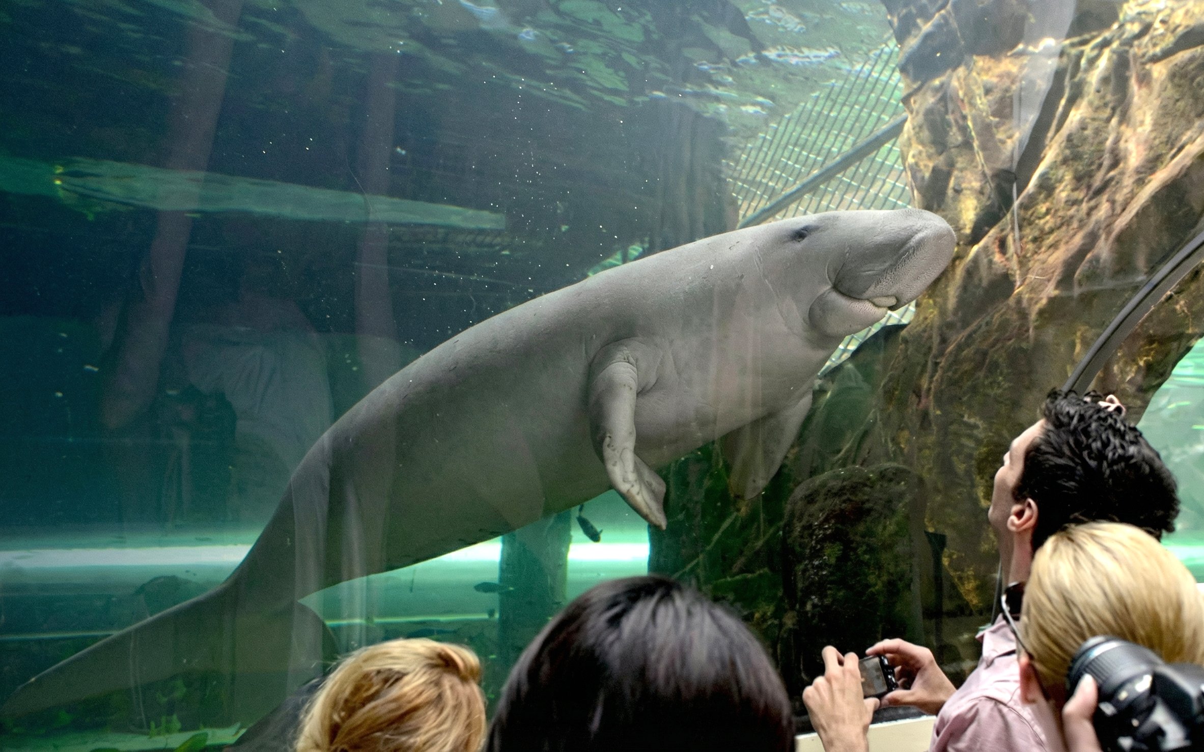 Children viewing marine life at SEA LIFE Sydney Aquarium exhibits