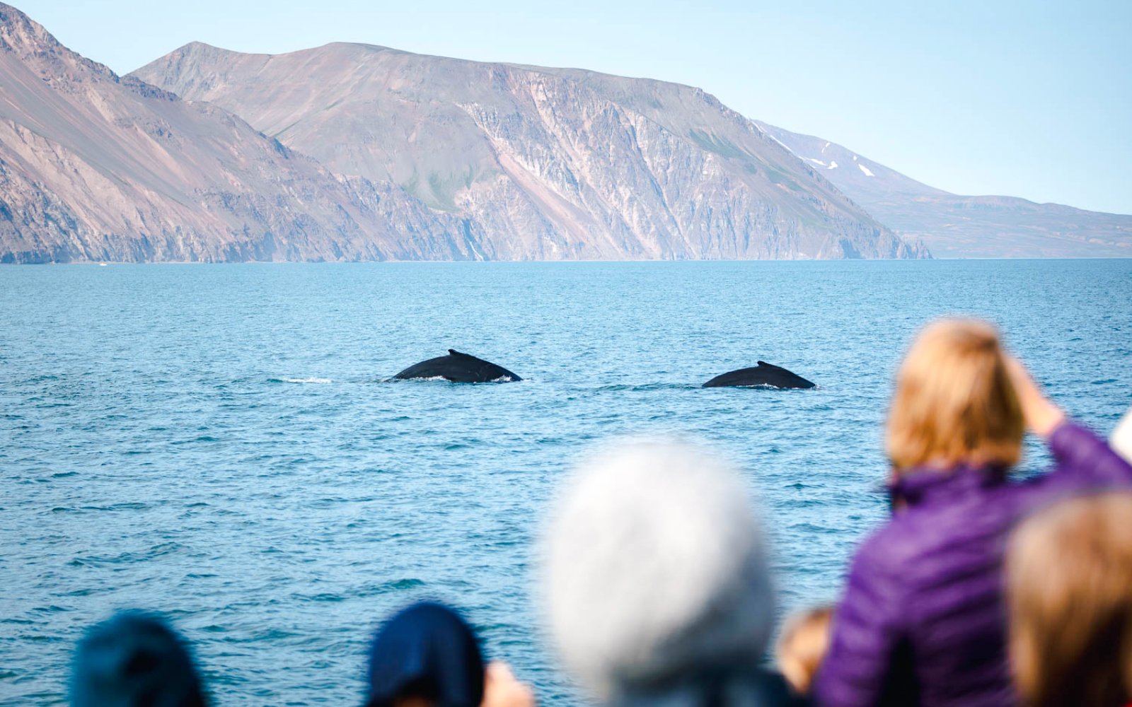 Whale watching tour in Husavik with guests observing two whale tails in the ocean.