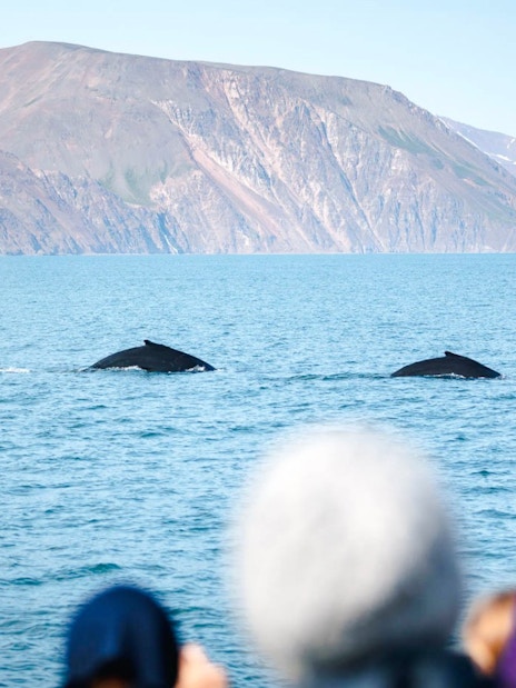 Whale watching tour in Husavik with guests observing two whale tails in the ocean.