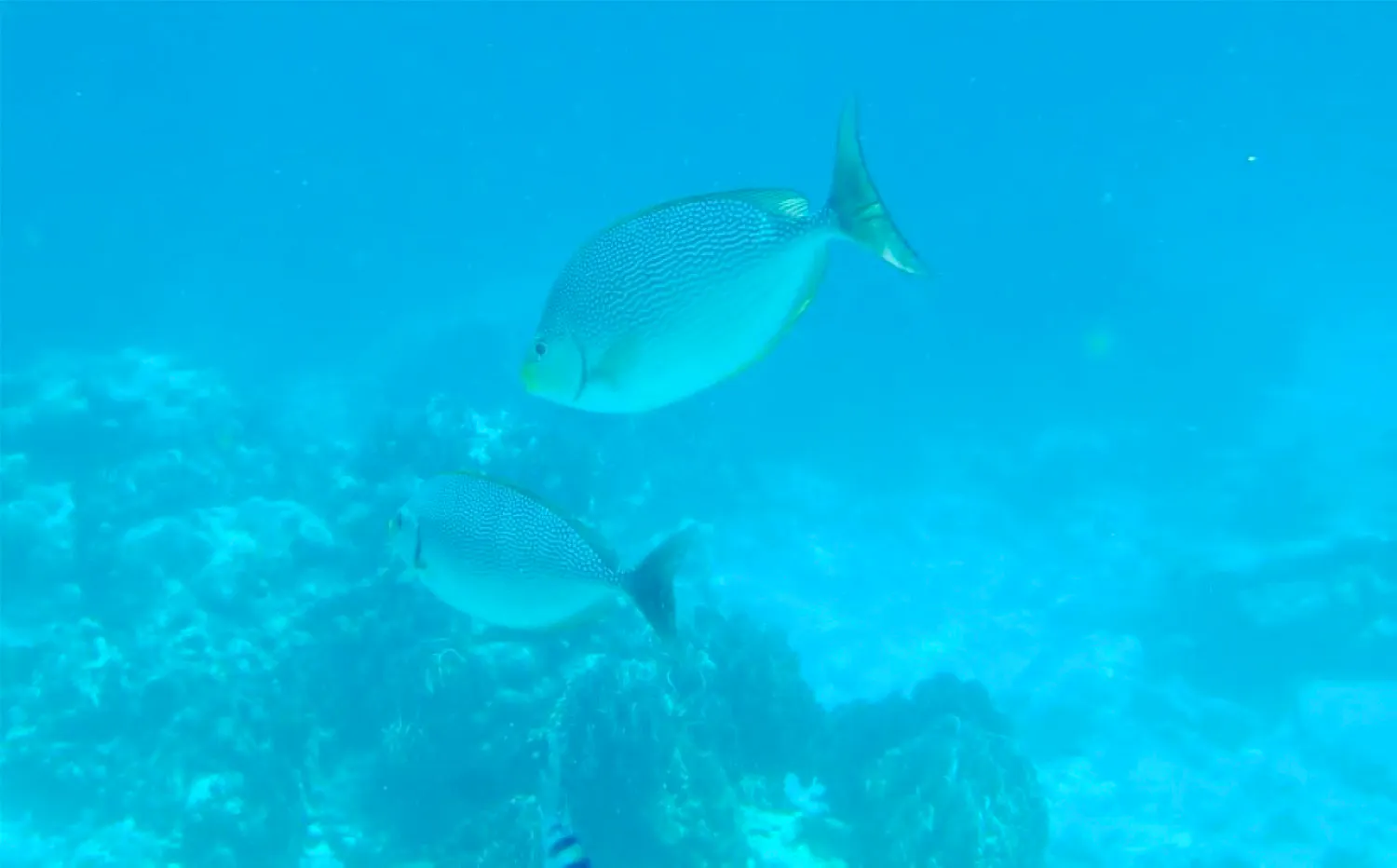 Tropical fish swimming over coral reef in Surin Islands, Krabi.