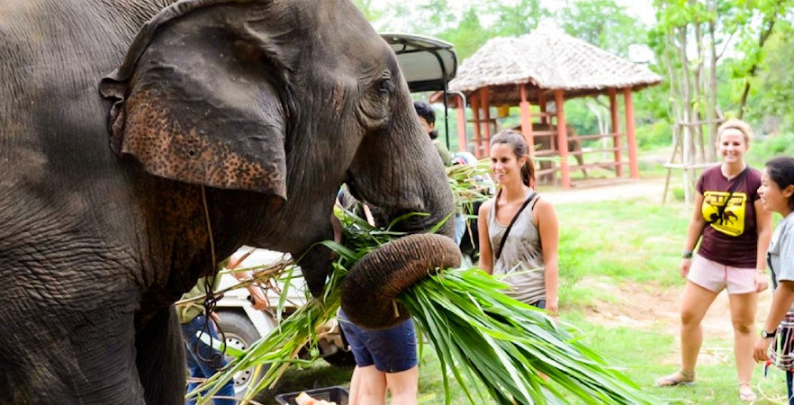 Le monde des éléphants