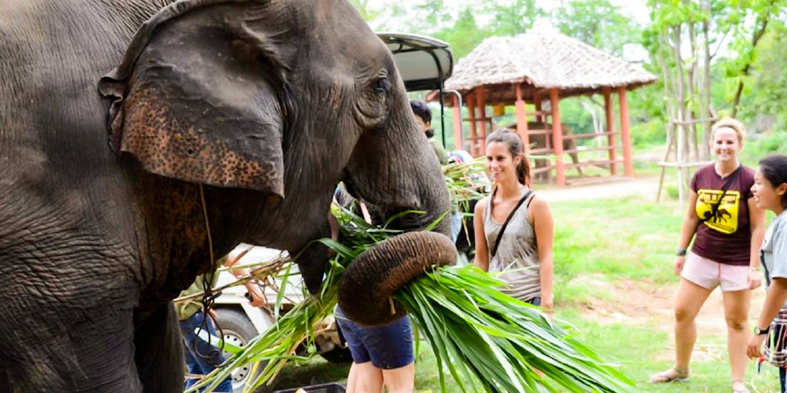 Elephants World