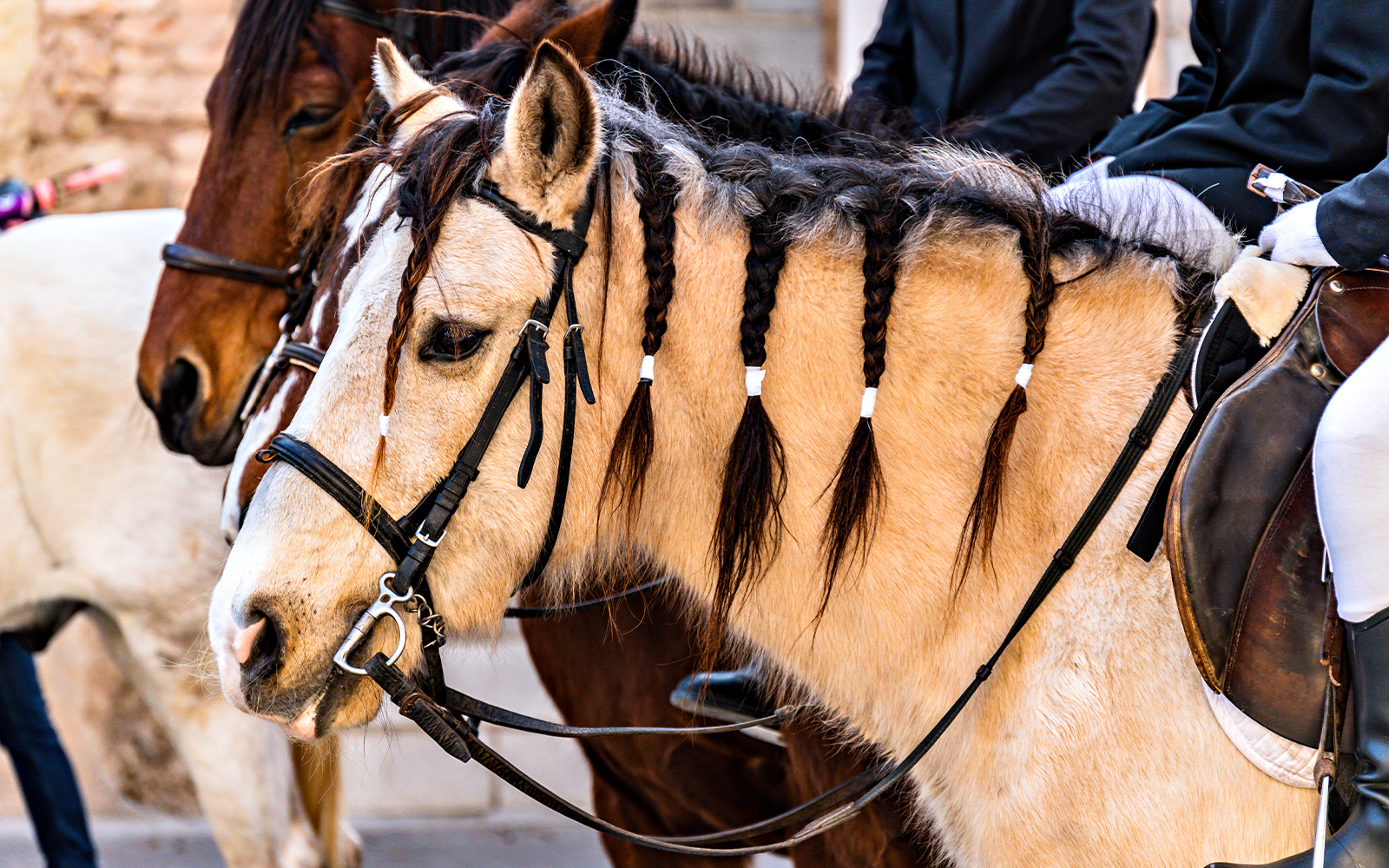 Horse with braided mane at Festa dels Tres Tombs parade.