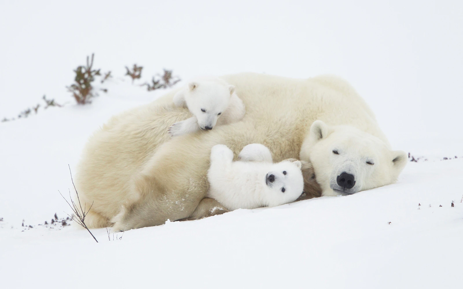 Polar bear with cubs resting on snow in Arctic landscape.