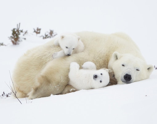 A polar bear with her 2 sons at Rovaniemi Wildlife parks