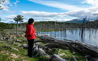 Person admiring Lago Fagnano with tree stumps and mountains in Tierra del Fuego, Argentina.