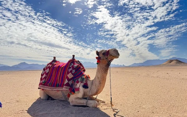 Premium 1 Hour Desert Camel Riding Adventure - Hurghada