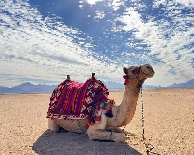 Premium 1 Hour Desert Camel Riding Adventure - Hurghada