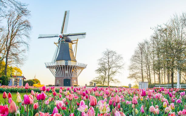 Windmill surrounded by tulip fields at Keukenhof Gardens, Netherlands.