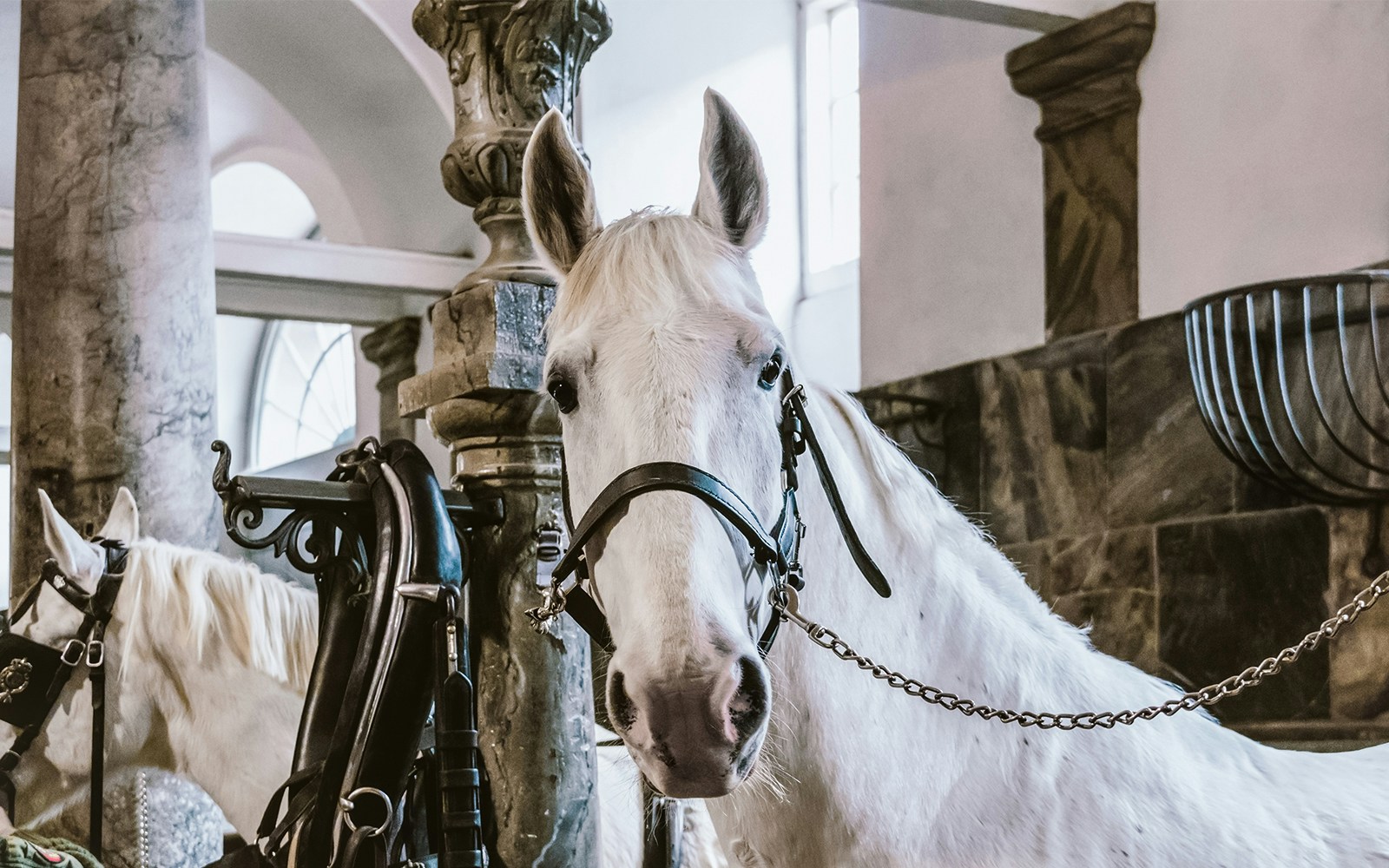 White horse in a stable with ornate columns and tack, highlighting equestrian setting.
