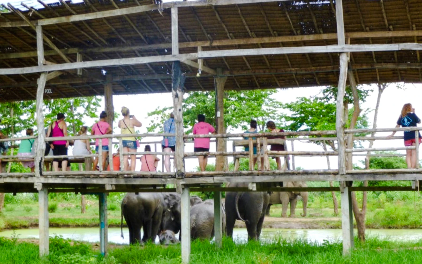 Elephants World Elephant Care Experience in Kanchanaburi with River Kwai Longtail Boat Image 3