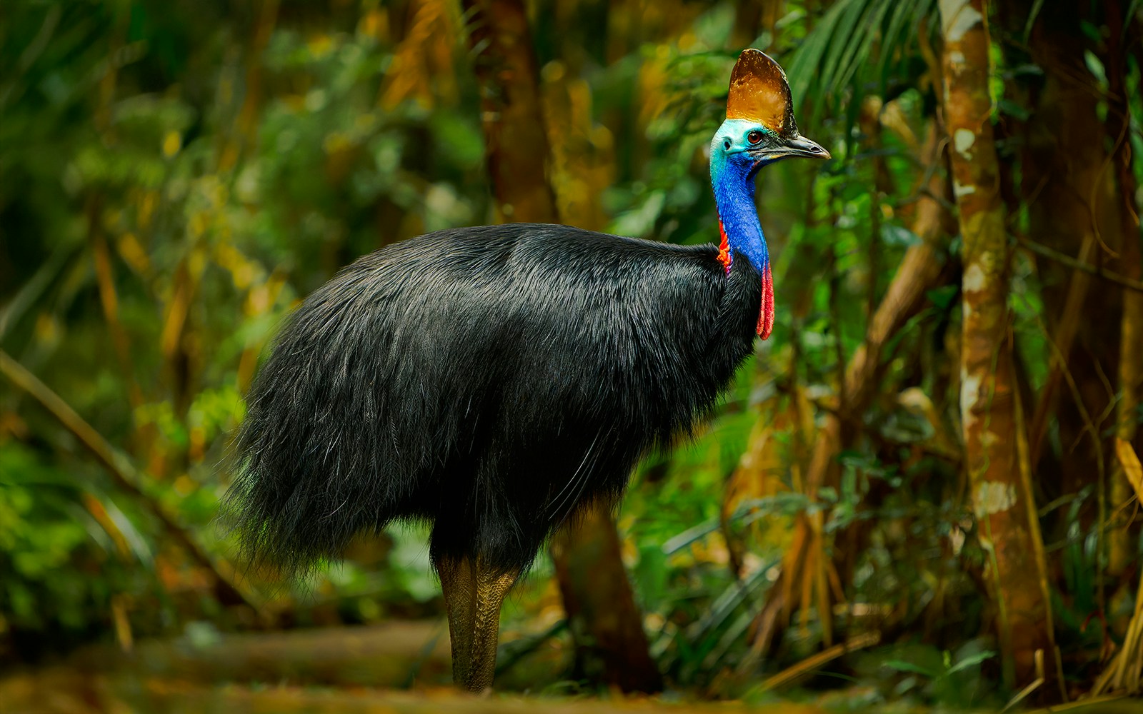 Southern cassowary in rainforest habitat.