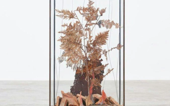 Sculpture of dried fern in glass case at Anselm Kiefer Exhibition, Casa Mila, Barcelona.