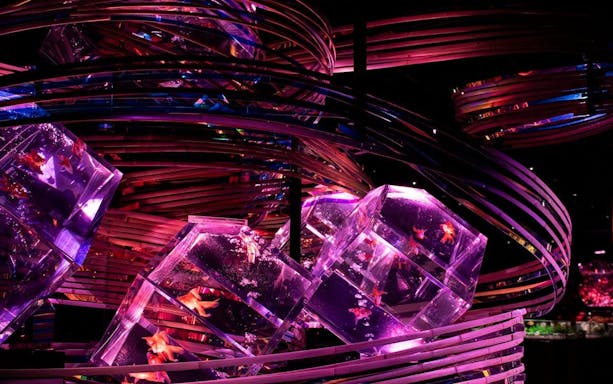 Colorful illuminated fish tanks at Art Aquarium Museum GINZA.