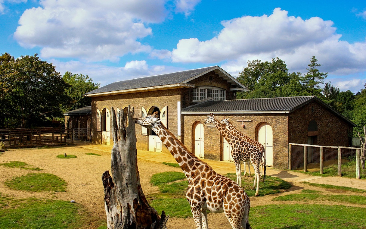 Giraffes near a building at London Zoo.