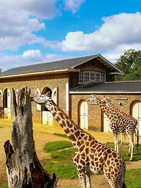 Giraffes near a building at London Zoo.