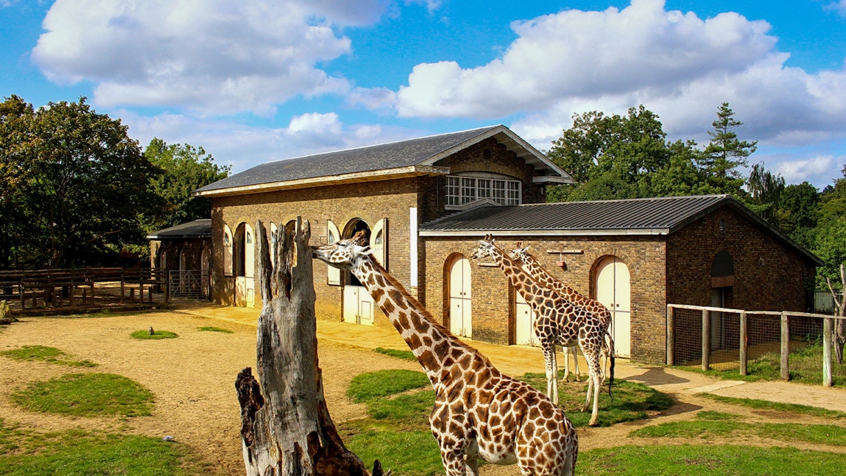 Giraffes near a building at London Zoo.