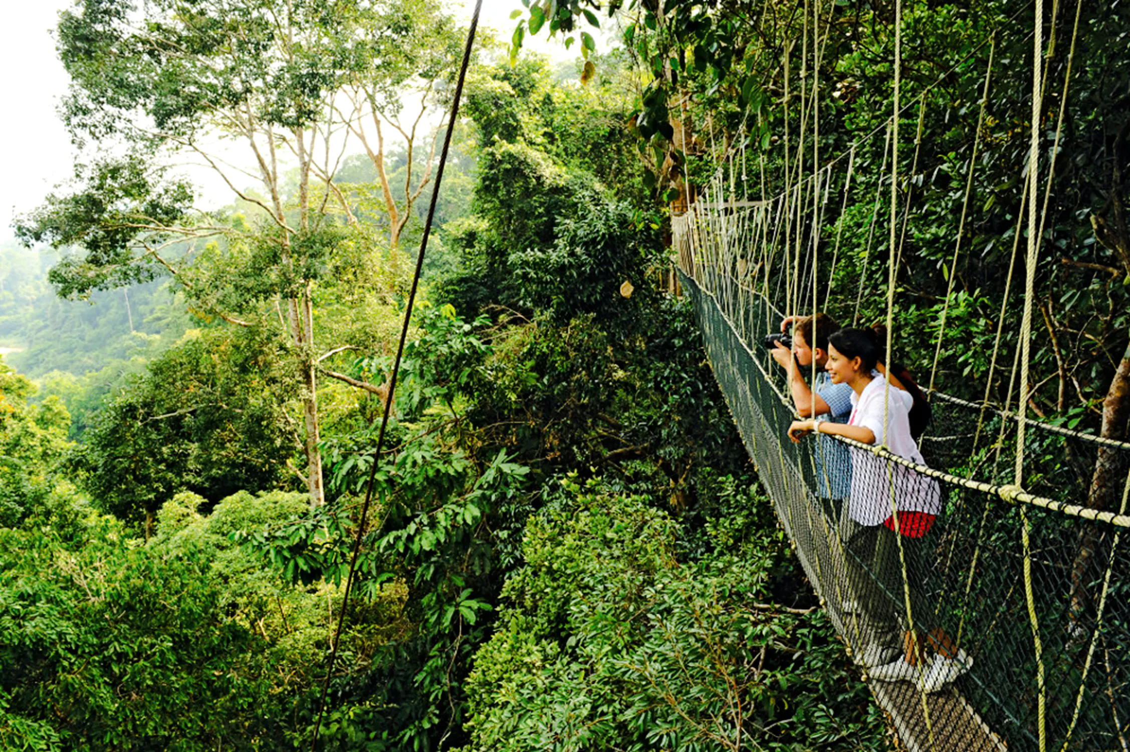 from kuala lumpur: taman negara national park private day trip with canopy walkway-1