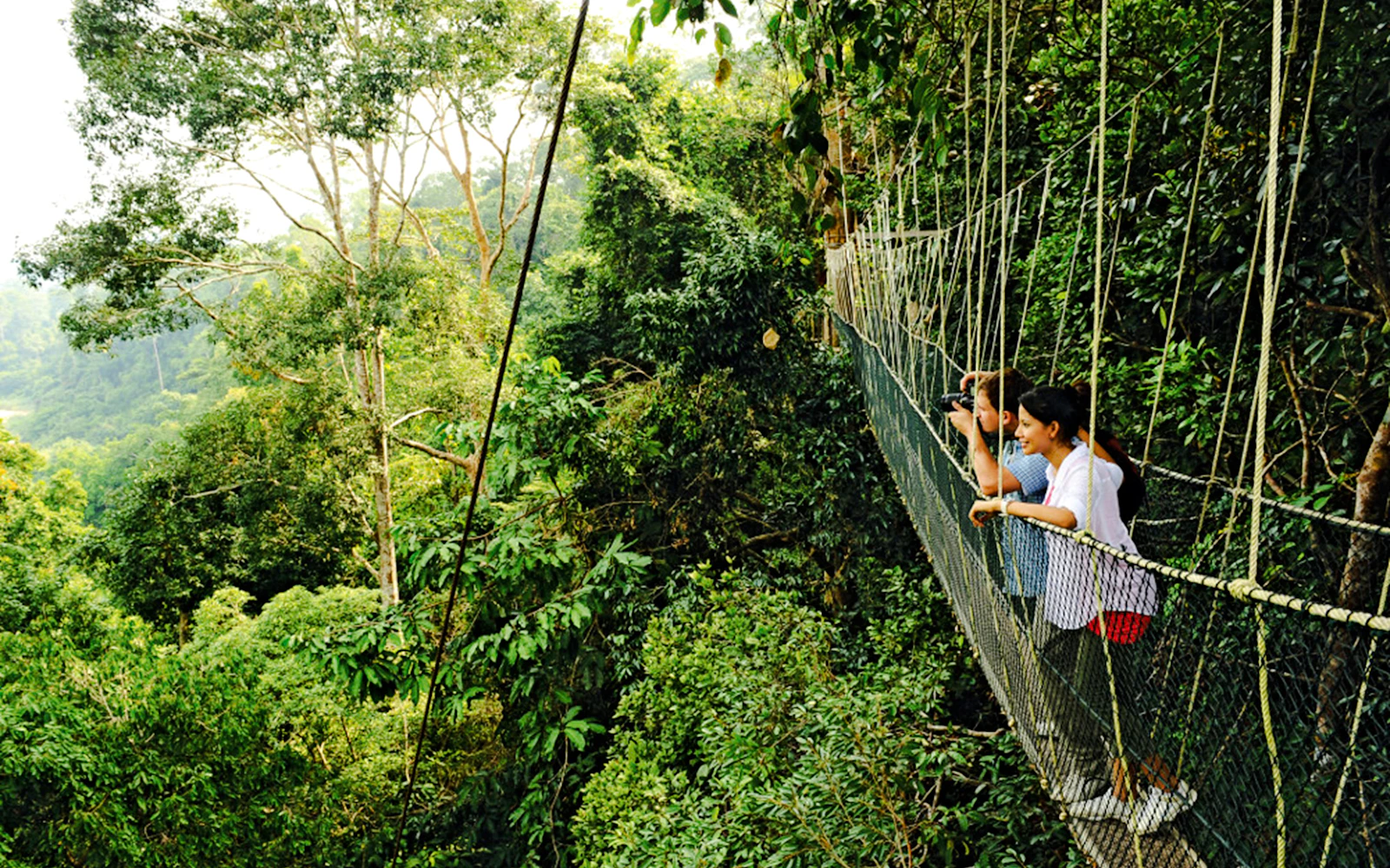 From Kuala Lumpur: Taman Negara National Park Private Day Trip With Canopy Walkway