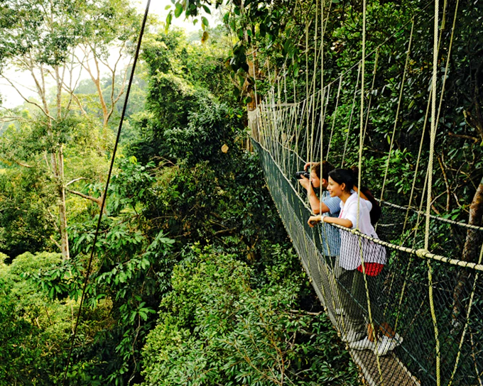 From Kuala Lumpur: Taman Negara National Park Private Day Trip With Canopy Walkway