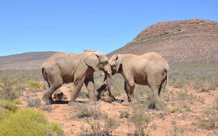 Elephants interacting at Aquila Safari in South Africa's bush landscape.