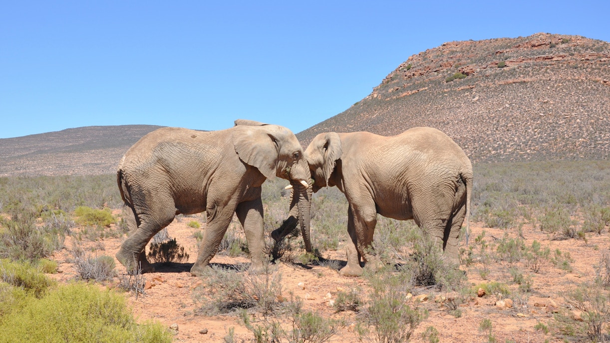Elephants interacting at Aquila Safari in South Africa's bush landscape.
