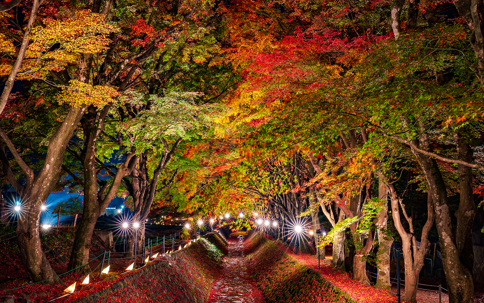 Lake Kawaguchi Maple Corridor