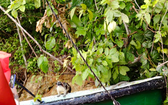 Monkey on a branch in Monke Island, Panama City, with lush green foliage in the background.