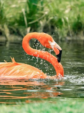 Tiergarten Schönbrunn