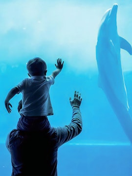 Child on adult's shoulders watching dolphin at Genoa Aquarium.