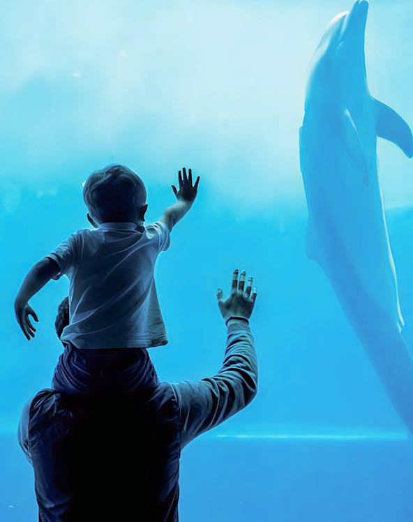 Child on adult's shoulders watching dolphin at Genoa Aquarium.