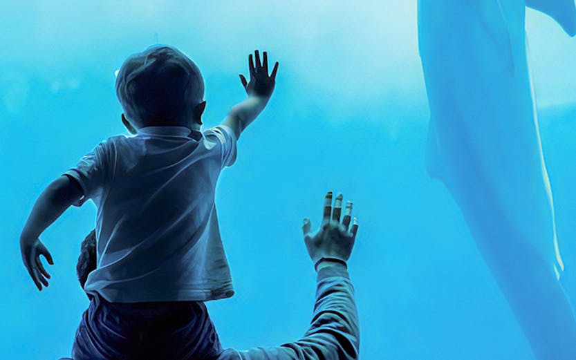 Child on adult's shoulders watching dolphin at Genoa Aquarium.