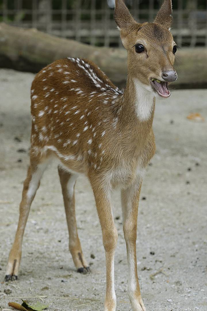 AIA Vitality Bounce RWA