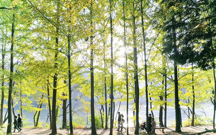 Visitors stroll under sunlit trees along the waterfront path on Nami Island, South Korea.