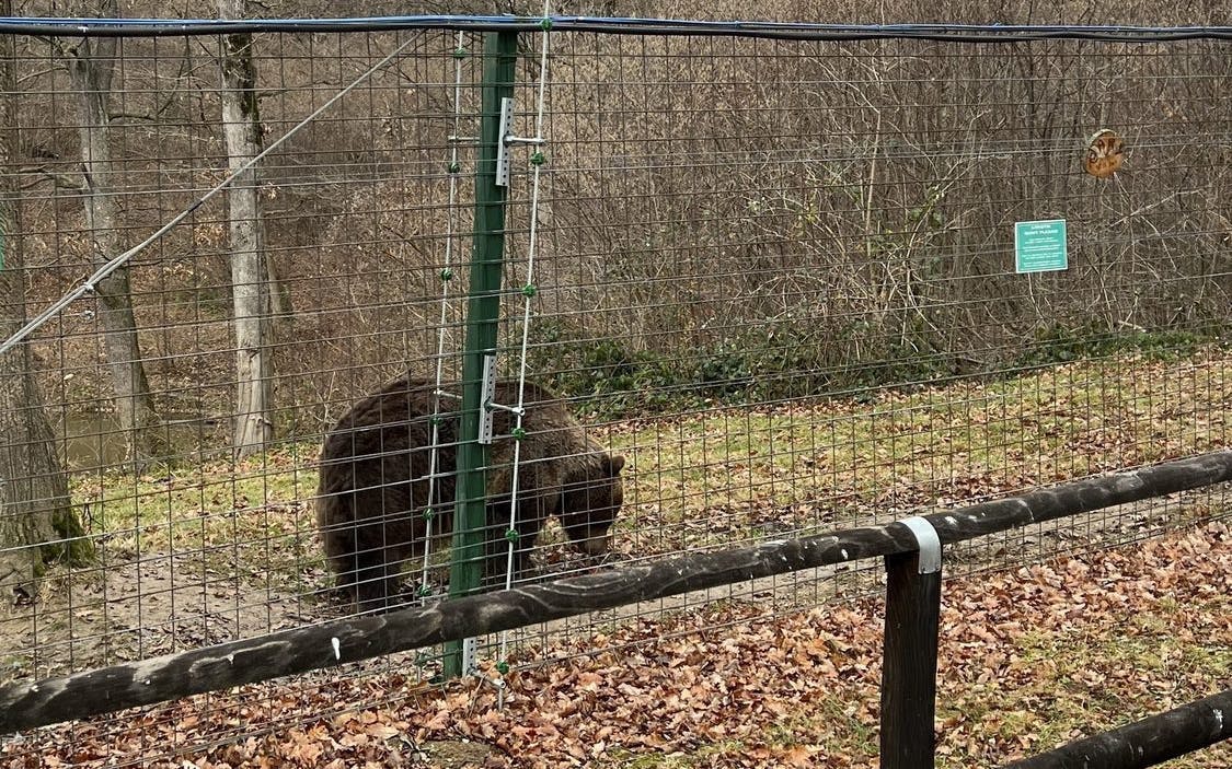 brașov bear sanctuary tour, small group-2