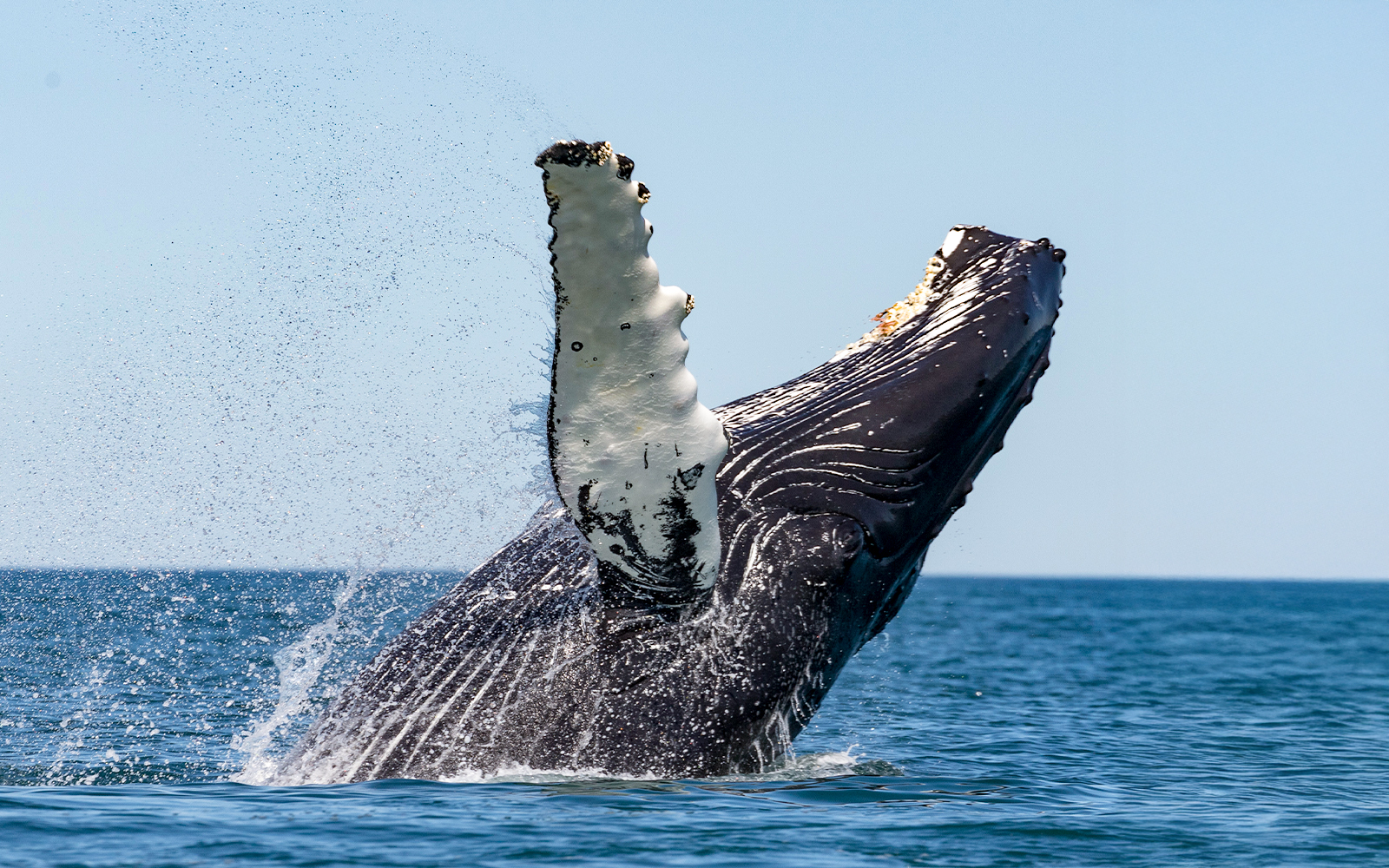 Humpback whale breaching during Gentle Giants Whale Watching Tour in Husavik.