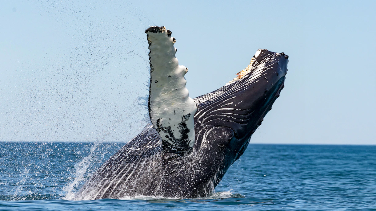 Humpback whale breaching during Gentle Giants Whale Watching Tour in Husavik.