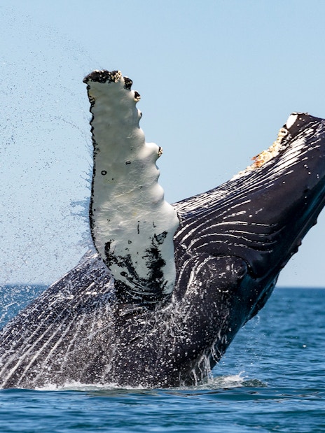 Humpback whale breaching during Gentle Giants Whale Watching Tour in Husavik.