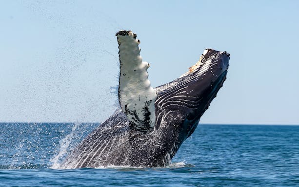 Humpback whale breaching during Gentle Giants Whale Watching Tour in Husavik.