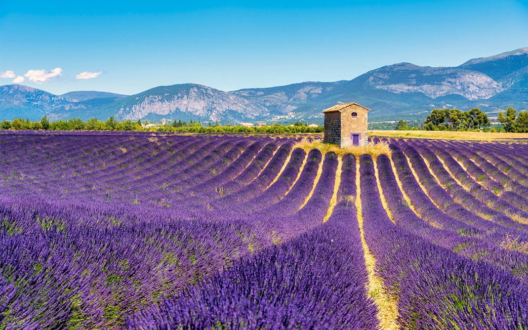 Lavender fields with a stone hut in Sault, France, under a clear blue sky.