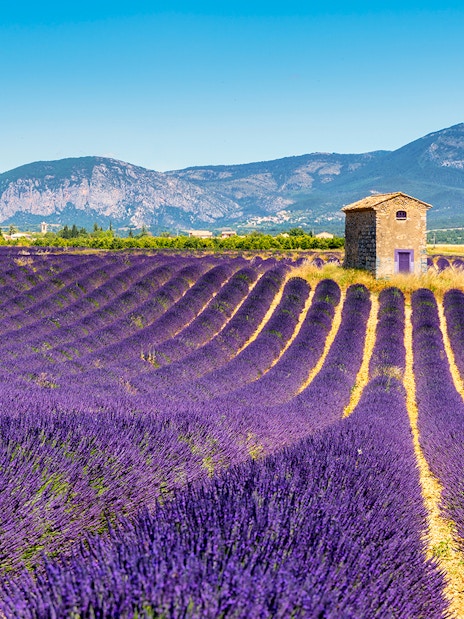 Lavender fields with a stone hut in Sault, France, under a clear blue sky.