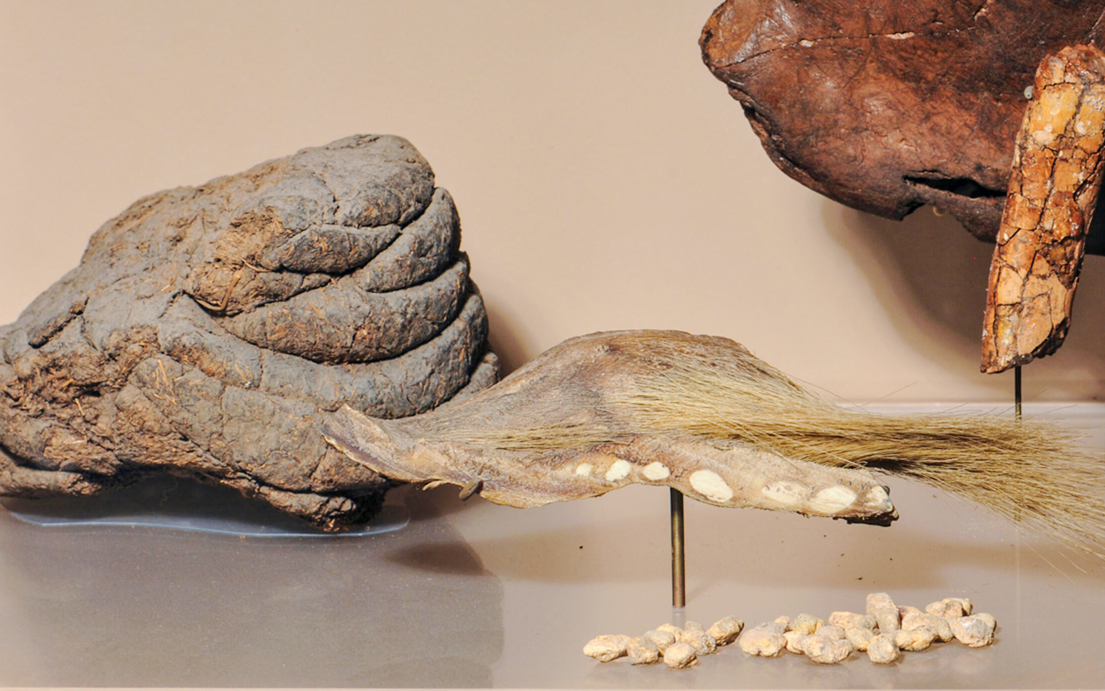 Hall of South American Peoples American Museum of Natural History