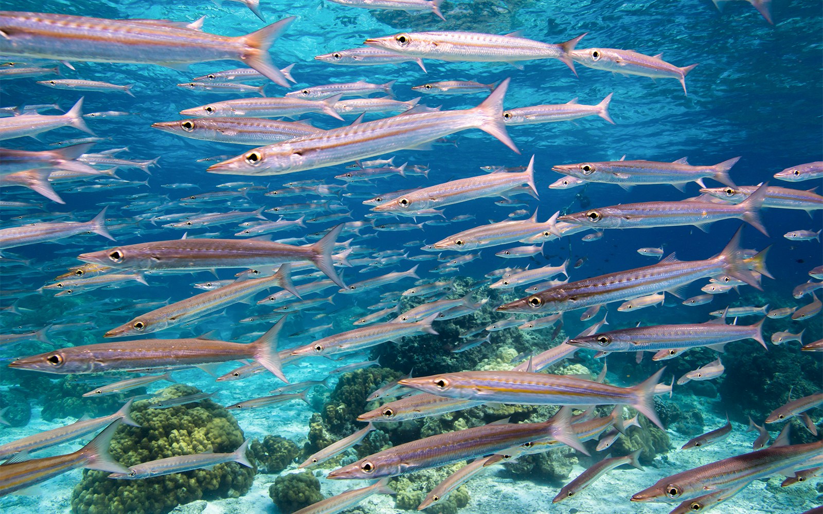 School of barracudas swimming over a shallow coral reef in clear waters.